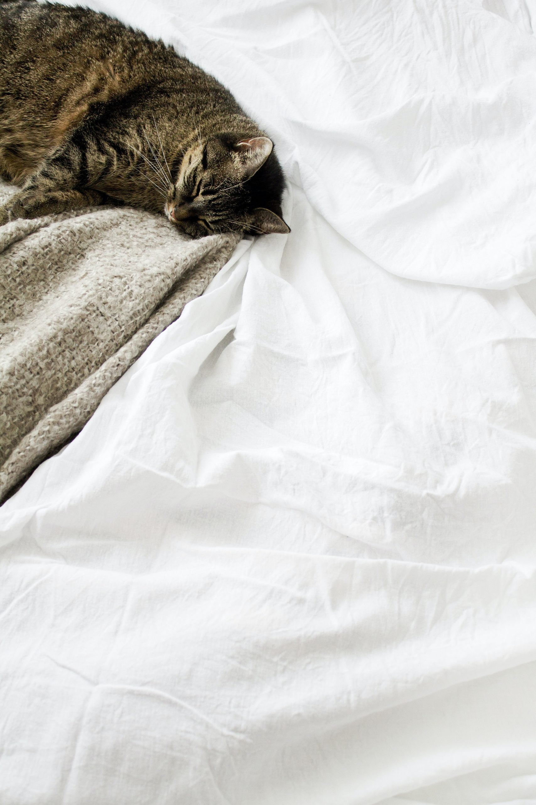 Cat on bed sheets